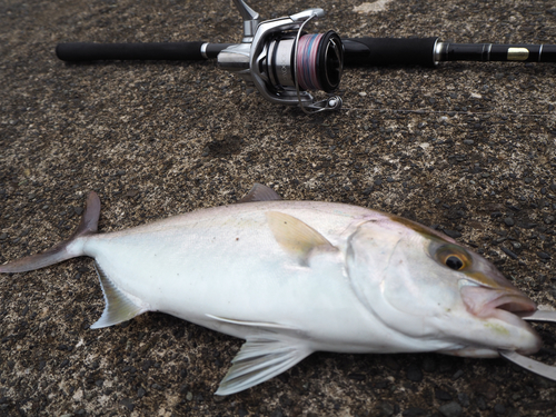 ショゴの釣果