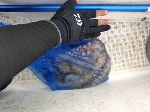 タコの釣果