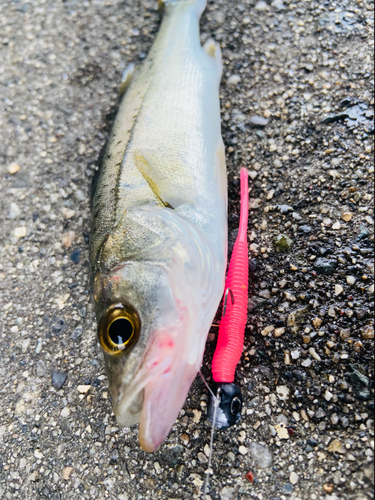 セイゴ（マルスズキ）の釣果