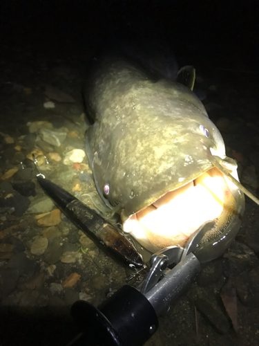 ビワコオオナマズの釣果