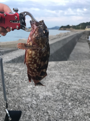 カサゴの釣果