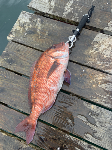 マダイの釣果