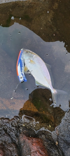 ショゴの釣果