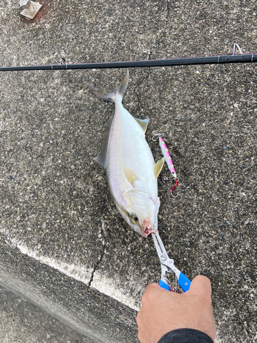 カンパチの釣果