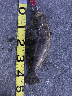 ヒラメの釣果