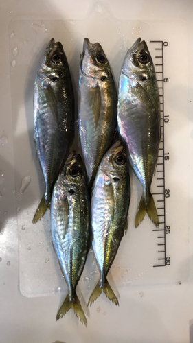 アジの釣果