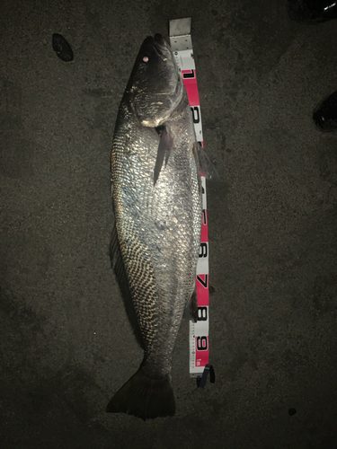 オオニベの釣果