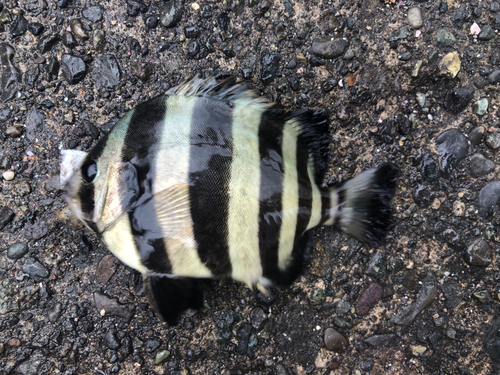 イシダイの釣果