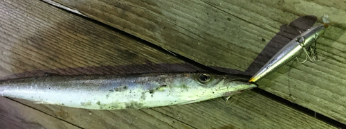 アカカマスの釣果