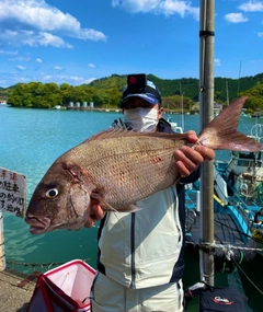 マダイの釣果