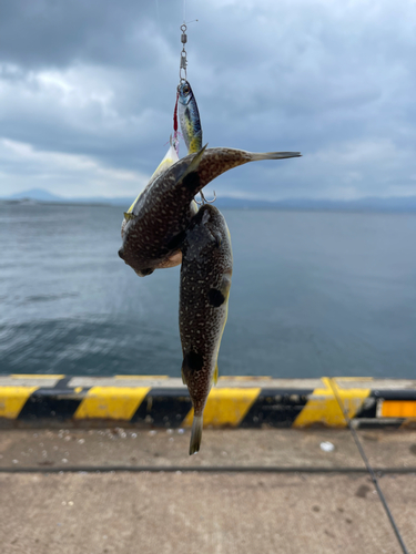 クサフグの釣果