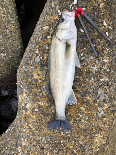 スズキの釣果