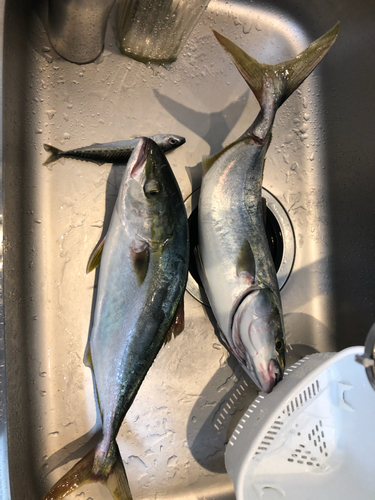 ハマチの釣果