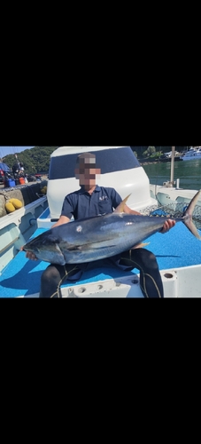 キハダマグロの釣果