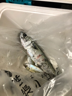 マサバの釣果