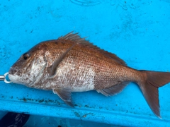 マダイの釣果