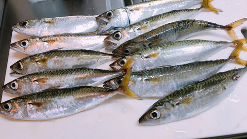 サバの釣果