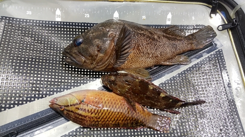 ムラソイの釣果