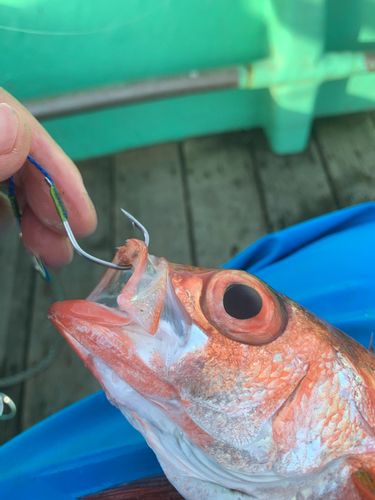 アカムツの釣果