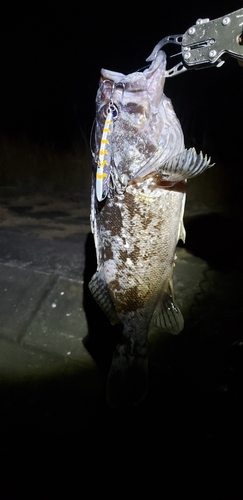 クロソイの釣果