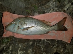 ハマフエフキの釣果