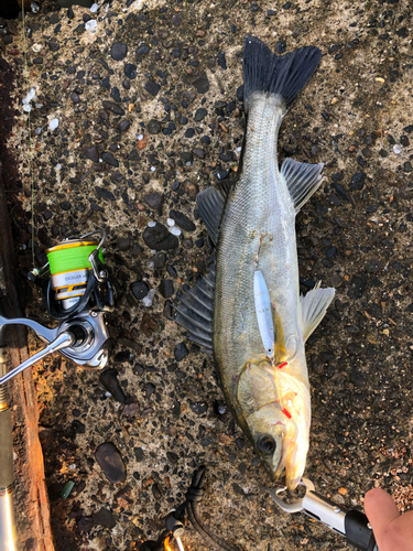 スズキの釣果