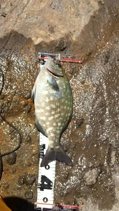 イスズミの釣果