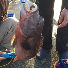 コブダイの釣果