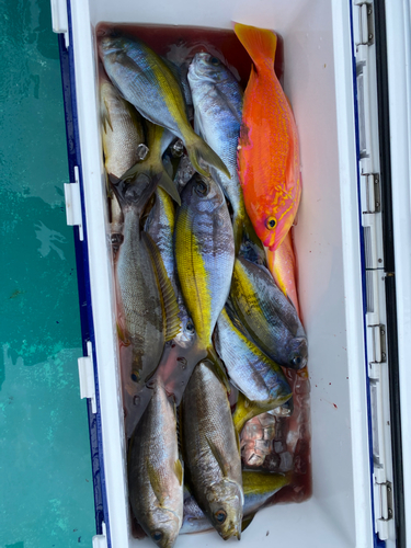 ウメイロの釣果