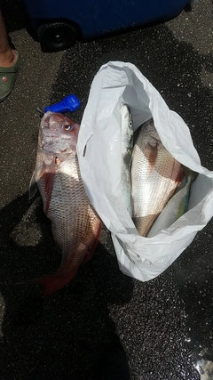 マダイの釣果