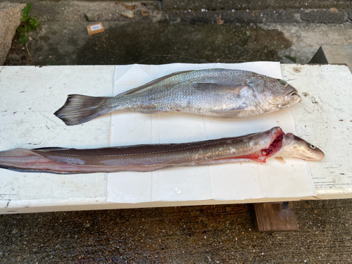 クログチの釣果