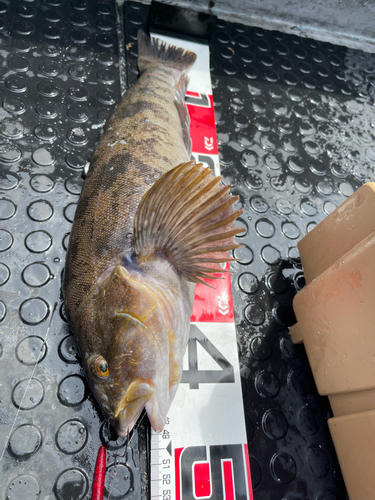 アイナメの釣果