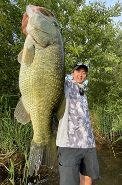 ブラックバスの釣果