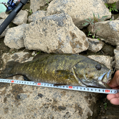 スモールマウスバスの釣果