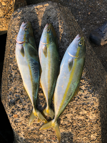 イナダの釣果