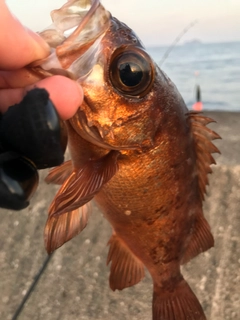 メバルの釣果