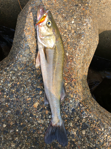 スズキの釣果