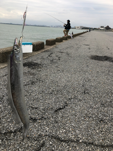 タチウオの釣果