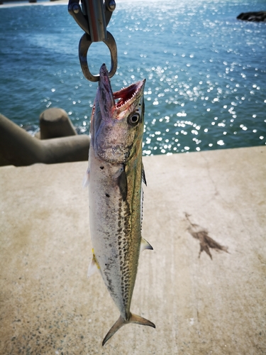 サゴシの釣果