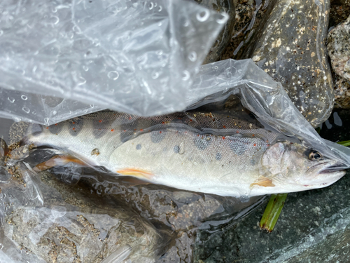 アマゴの釣果