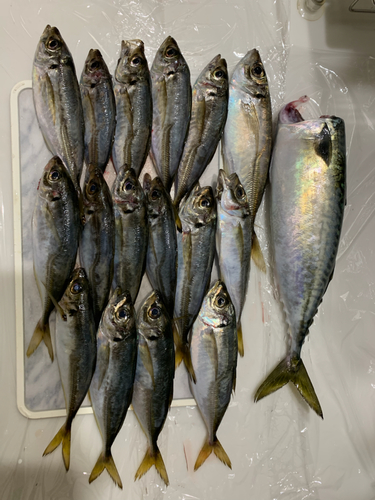 アジの釣果