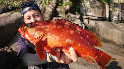 アカハタの釣果