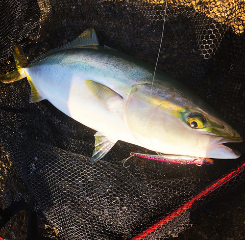 メジロの釣果