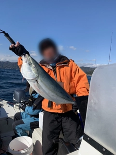 ハマチの釣果