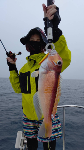 アマダイの釣果