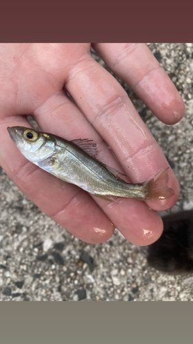 スズキの釣果