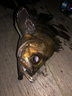 クロメバルの釣果