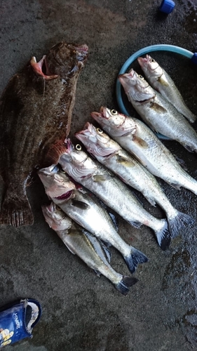 スズキの釣果