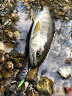 アマゴの釣果