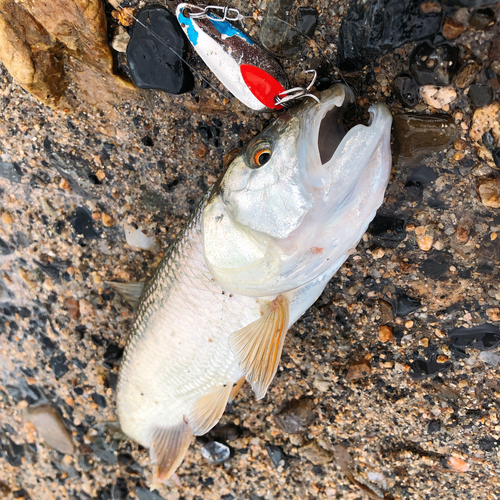 ハスの釣果